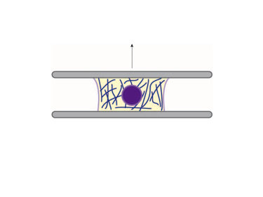 Slide 1 A cell’s stiffness can be measured using a variety of techniques, and its elastic properties can be related to its motility Slide 1 A cell’s stiffness can be measured using a variety of techniques, and its elastic properties can be related to its motility
