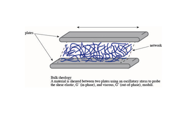 Slide 2 Bulk rheology. Here the material between the plates is typically a tissue, composed of many cells Slide 2 Bulk rheology. Here the material between the plates is typically a tissue, composed of many cells