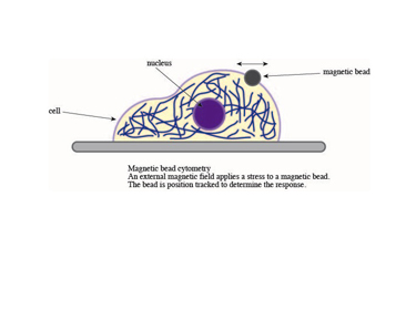 Slide 3 Magnetic bead cytometry. A small probe can resolve and distinguish at the subcellular detail any spatial differences in the mechanics Slide 3 Magnetic bead cytometry. A small probe can resolve and distinguish at the subcellular detail any spatial differences in the mechanics