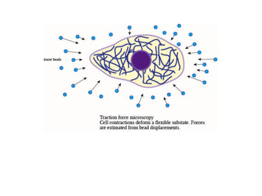 Slide 4 Traction force microscopy provides information about the forces exerted by a cell on the material that it adheres to Slide 4 Traction force microscopy provides information about the forces exerted by a cell on the material that it adheres to