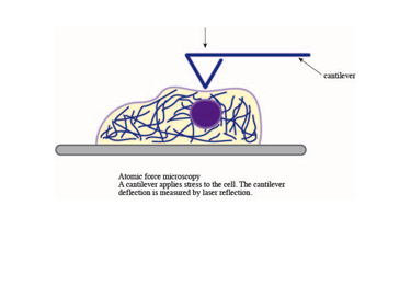 Slide 5 Atomic force microscopy can be applied at the single cell level (as pictured here) or at the level of a tissue Slide 5 Atomic force microscopy can be applied at the single cell level (as pictured here) or at the level of a tissue