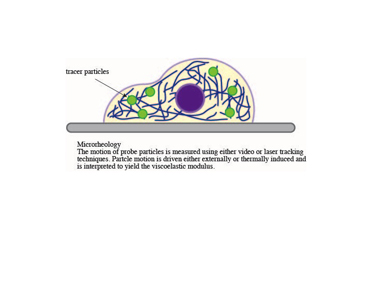 Slide 6 Microrheology by particle tracking over short time windows can provide information about the local stiffness around the probe particles Slide 6 Microrheology by particle tracking over short time windows can provide information about the local stiffness around the probe particles