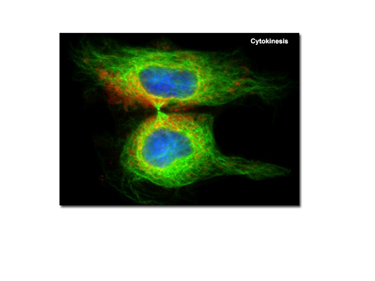 Slide 1 The structure and movement of cells can be fruitfully explored through physical experimentation and modelling. Slide 1 The structure and movement of cells can be fruitfully explored through physical experimentation and modelling.