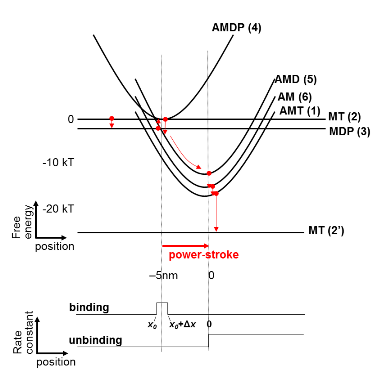 Figure 3 Free-energy profiles of states in the acto-myosin cycle Figure 3 Free-energy profiles of states in the acto-myosin cycle