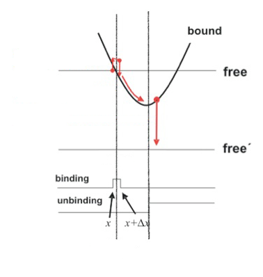 Figure 4 A minimal model for muscle acto-myosin Figure 4 A minimal model for muscle acto-myosin