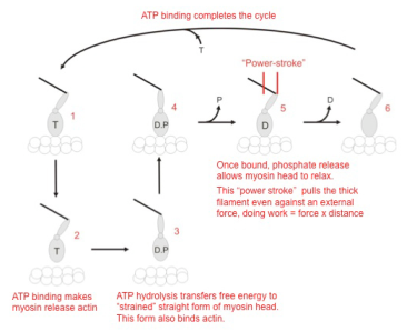 Figure 1 Figure 1