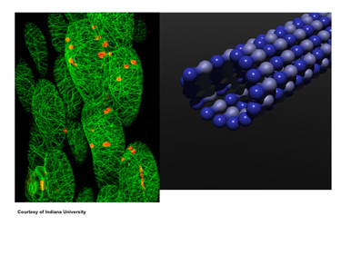 Slide 1 The structure and motion of cells can be fruitfully explored through physical experimentation and modelling. Slide 1 The structure and motion of cells can be fruitfully explored through physical experimentation and modelling.