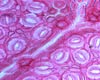 Stomata