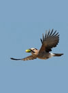Animal dispersal
