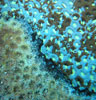 Disease