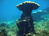 Panama reef frame
