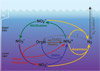 Nitrogen cycle