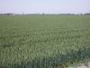 Winter wheat