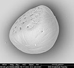 Side view of an otolith