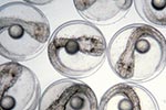 Fertilized eggs