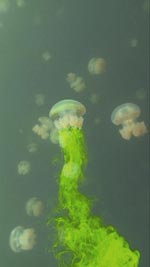 The Palauan jellyfish