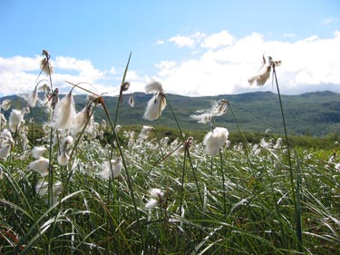 Subarctic wetland