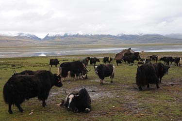 Yak herding