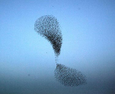 Birds of a feather at a critical point