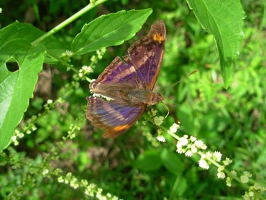 Doxocopa pavon