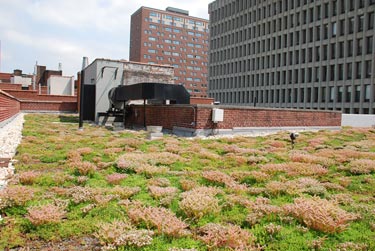 Urban greenery