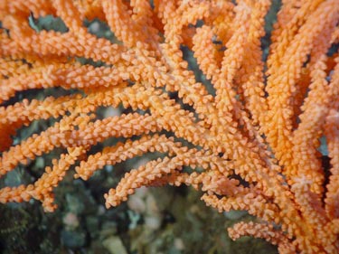 Corals can document changes in the deep-sea environment