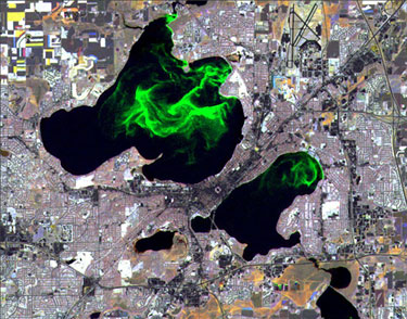 Algal bloom