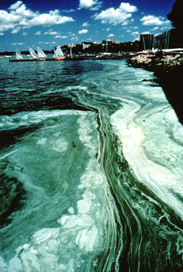 Blooming algae