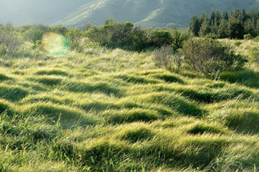 California grassland