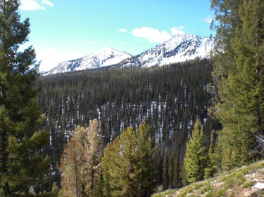 Bark-beetle outbreak