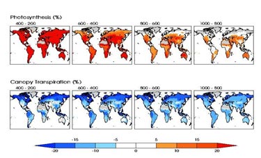 Canopy transpiration