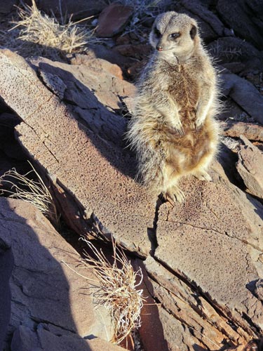 A meerkat stands guard over ancient raindrops