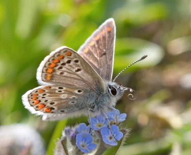 Brown argus