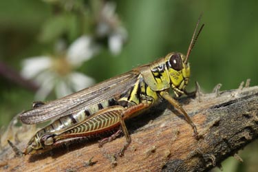 The herbivore grasshopper <i>Melanoplus femurrubrum</i>.