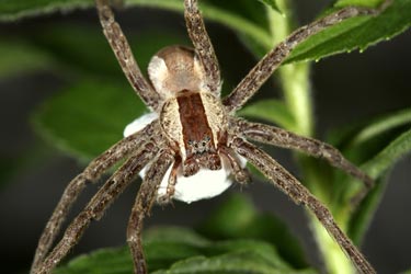 The hunting spider <i>Pisaurina mira</i> carrying an egg sac.