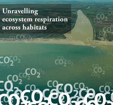 Ecosystem respiration