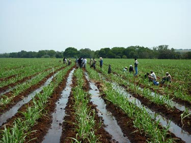 Sugarcane in Swaziland