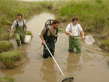 Stream research