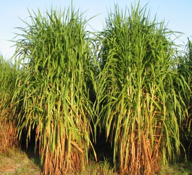 Multiple fast-growing perennial grass species