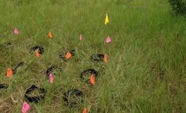 Controlled experiments in semi-natural areas