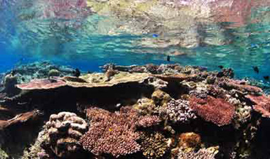Reef