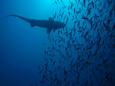 Sandtiger shark