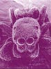 Scanning electron microscopes are best suited to imaging bulk samples, such as this spider.