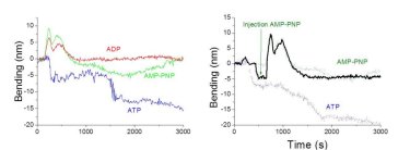 Nanomechanical detection of the ATP hydrolysis and blockade
