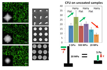 Nanoscale geometric and mechanical factors reduce bacterial attachment