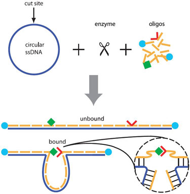 Looped linker construction using DNA origami