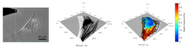 Mechanical property mapping of living cells