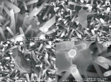 Cell remnants on ZnO nanorod array