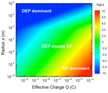 Relative strength of EP and DEP effects