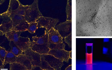 Cellular uptake of fluorescent human transferrin